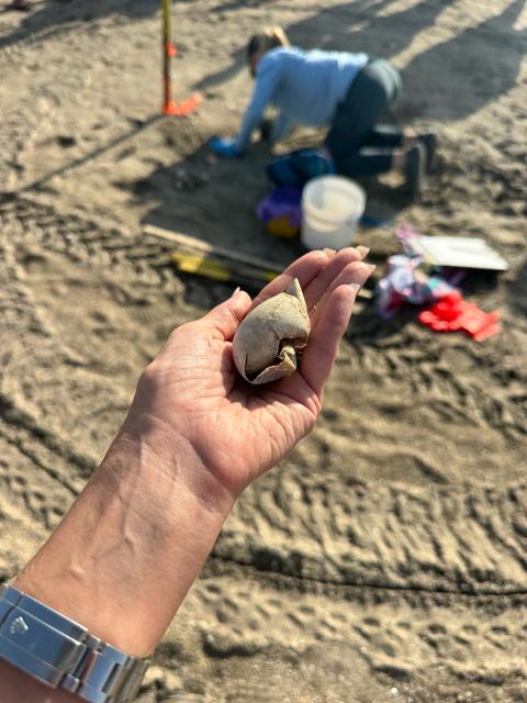 A hand holding a hatched eggshell beside a beach nest excavation