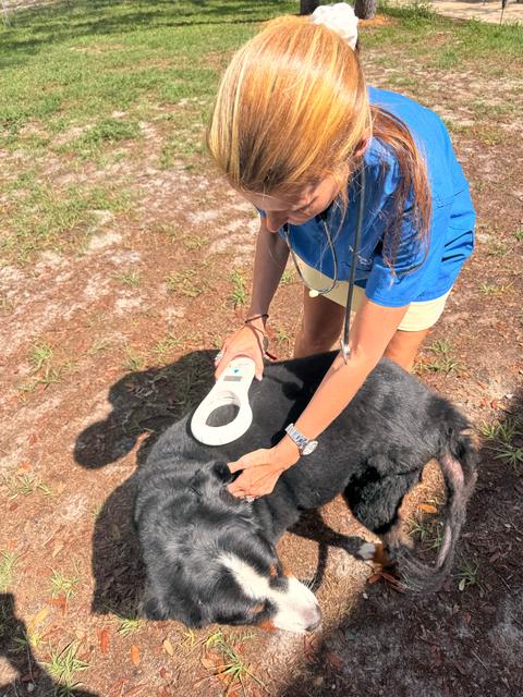 Kellie Lightbourn scanning a dog for a microchip